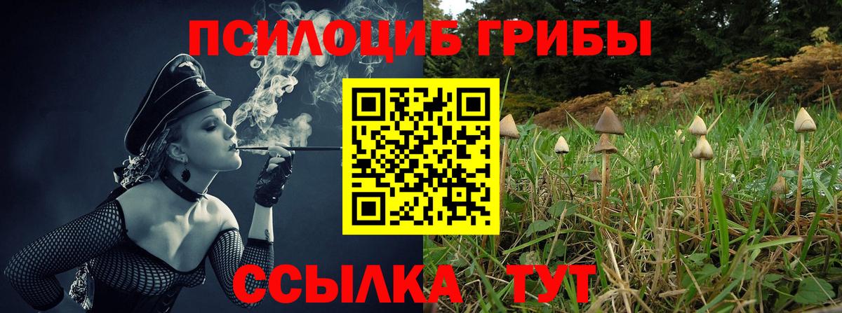 Псилоцибиновые грибы Psilocybine cubensis Буйнакск